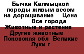 Бычки Калмыцкой породы живым весом на доращивание. › Цена ­ 135 - Все города Животные и растения » Другие животные   . Псковская обл.,Великие Луки г.